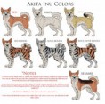 /album/foto1/akita-inu-reference-colors-by-black-tiger-of-evil-d5e4kjm-jpg1/